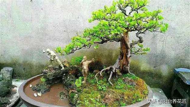 怎样制作裸根盆景的3个方法