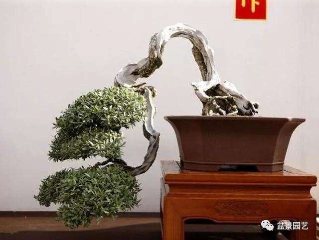 怎样制作海芙蓉盆景的方法