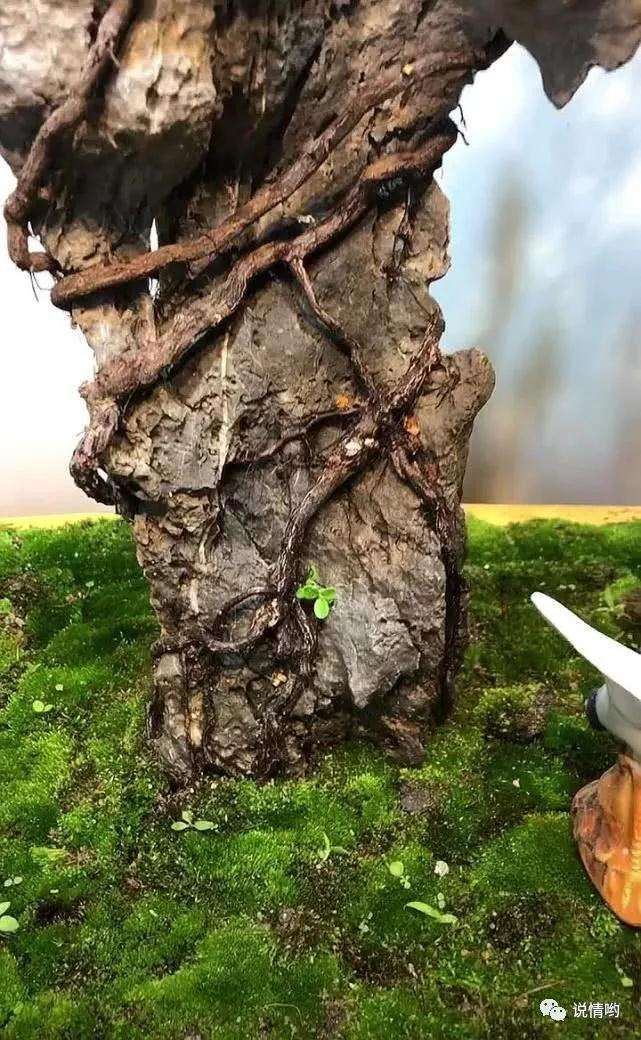 难得一见的附石铁包金盆景