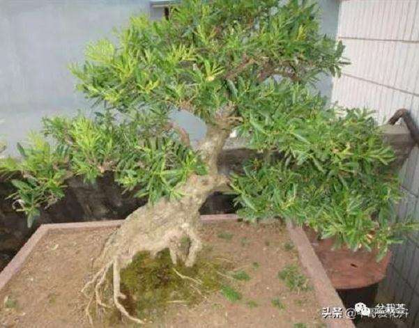 黄杨盆景怎样扦插繁殖的方法