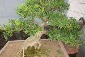 黄杨盆景怎样扦插繁殖的方法 图片