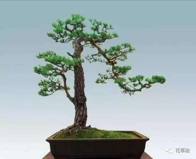 山松在夏季怎样喷水的方法