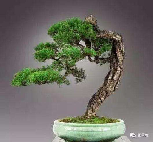 山松盆景在夏季怎样浇水的技巧