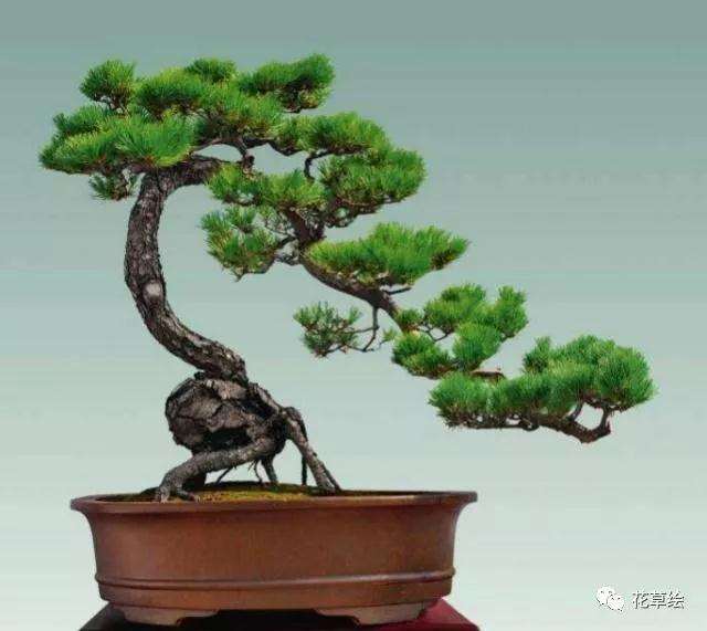 山松盆景在发芽期怎样施肥的方法