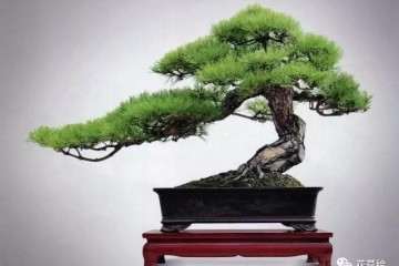 山松盆景在夏季怎样注意合理见光