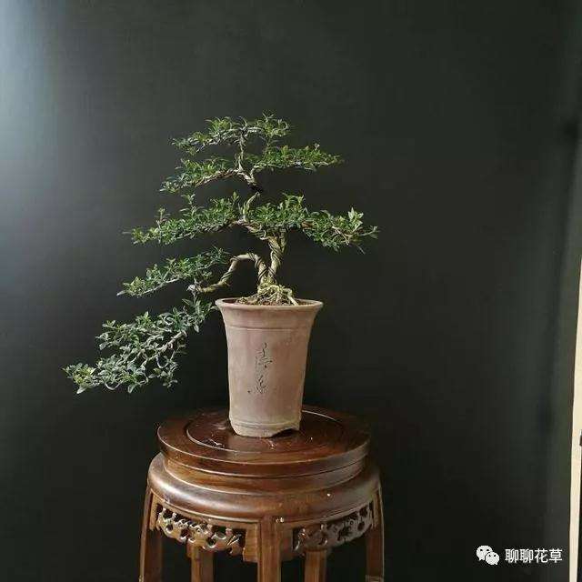 六月雪盆景生长多久后进行加工造型