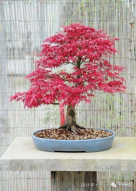 红枫盆景在发芽后怎样嫁接的方法