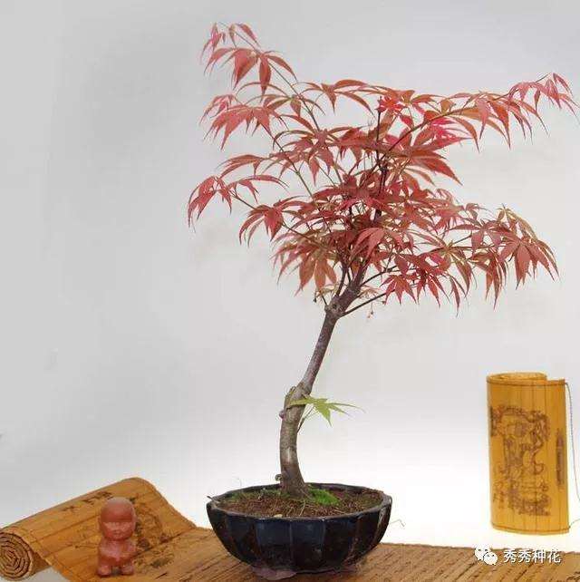 红枫盆景在发芽后怎样嫁接的方法