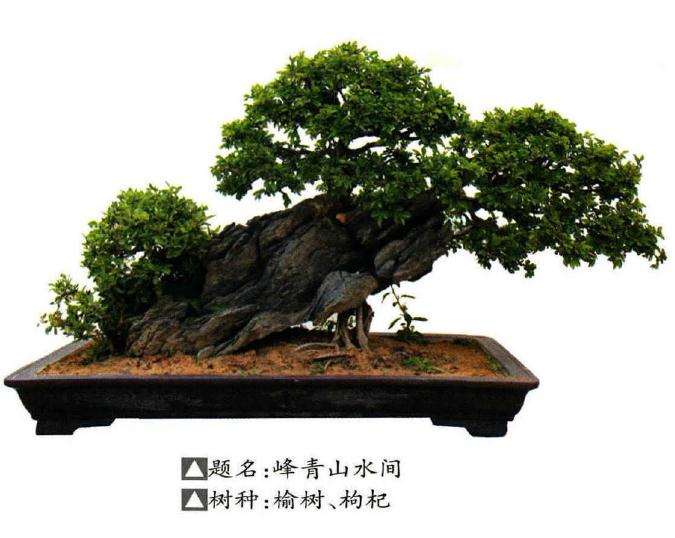 商丘盆景艺术展在汉梁文化公园隆重开幕