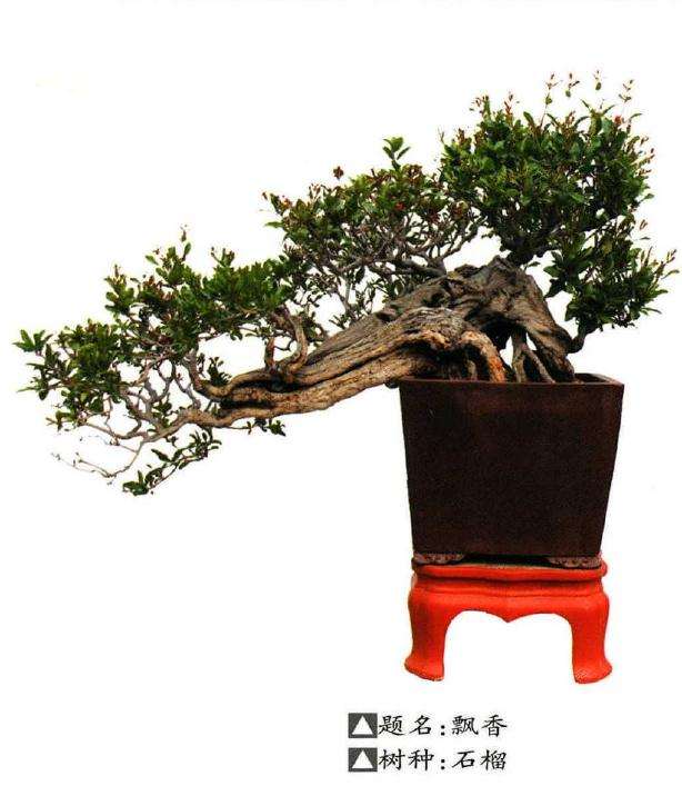 商丘盆景艺术展在汉梁文化公园隆重开幕