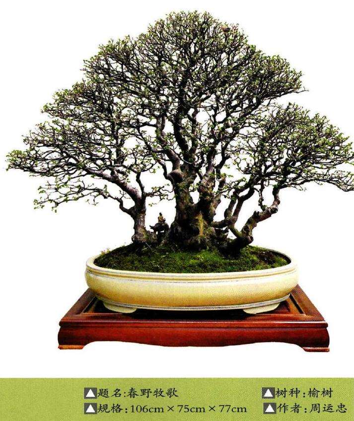 榆树盆景的图片欣赏《春野牧歌》