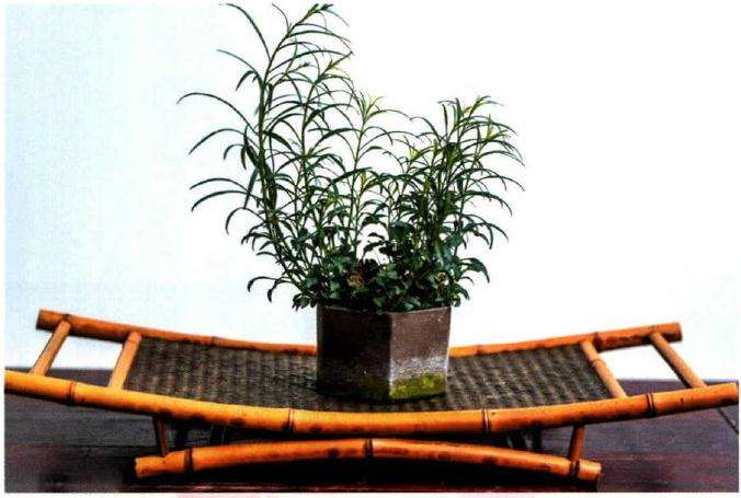 山野草趣展览在上海植物园盆景园内拉开帷幕