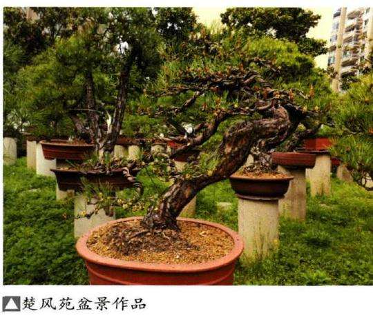 湖北大冶盆协会员参观武汉盆景名园