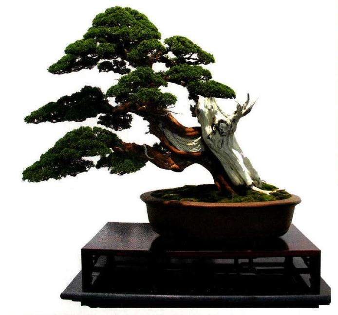 中青年盆景创意展在琅琊园盛大举行