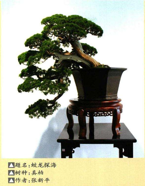 中青年盆景创意展在琅琊园盛大举行