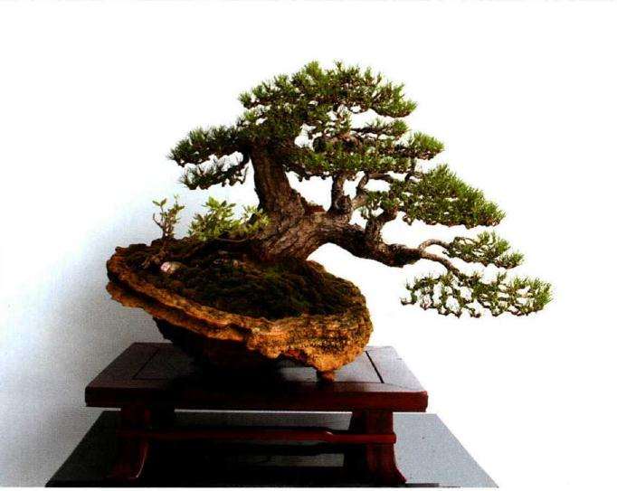 中青年盆景创意展在琅琊园盛大举行