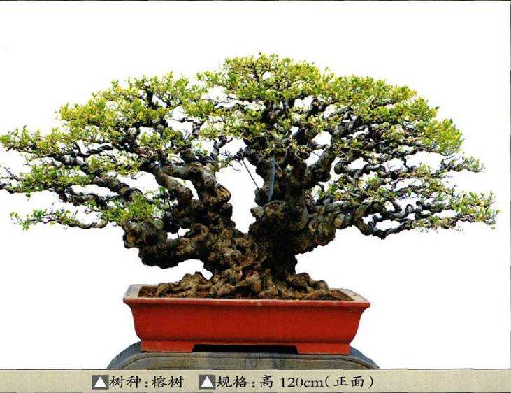 厦门柯成昆收藏的榕树盆景作品 图片