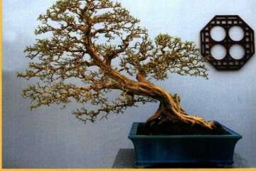 盆景色彩组合的一般原理有哪些 图片