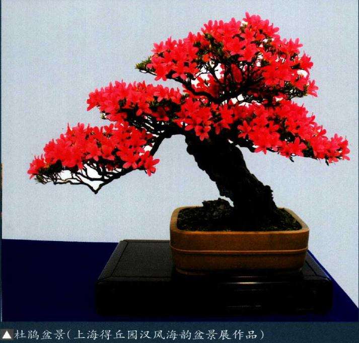 盆景色彩调和的方法有几种