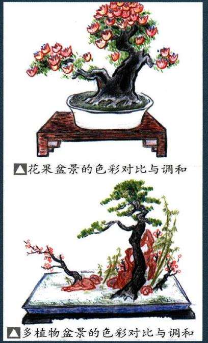 常绿树种盆景的色彩有哪些表现