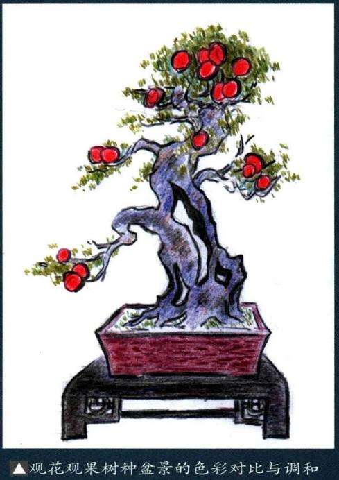 常绿树种盆景的色彩有哪些表现