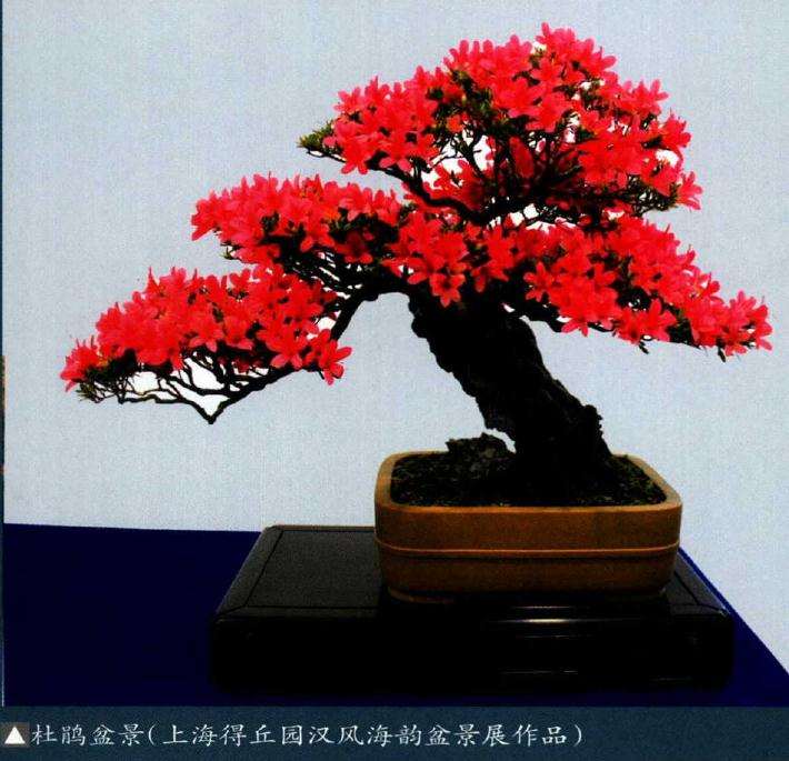 花果盆景的色彩有哪些构成