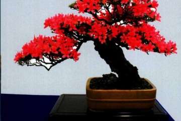 花果盆景的色彩有哪些构成 图片