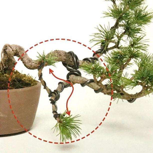 培植盆景也能卖钱