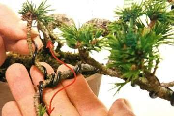 移栽多余果树 培植盆景也能卖钱