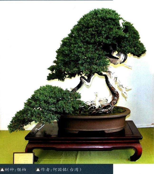 中国文人树盆景发展中的不良现象评说