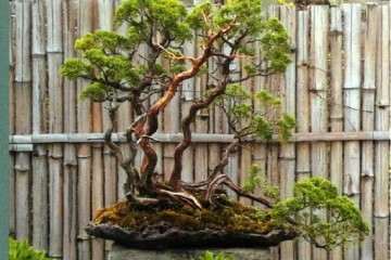 2019 盆景培训班在江苏漂阳知乐园开班