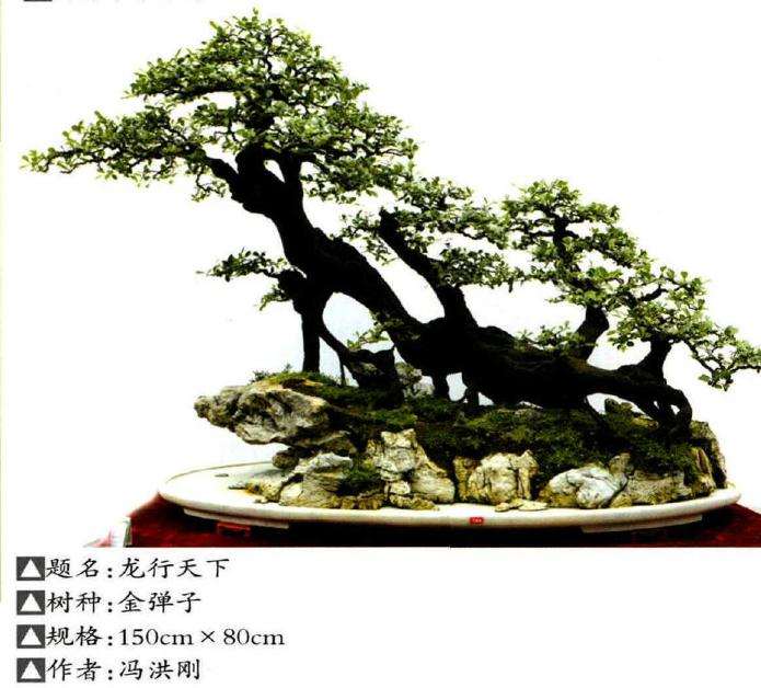 遵义第四届交旅投杯盆景展