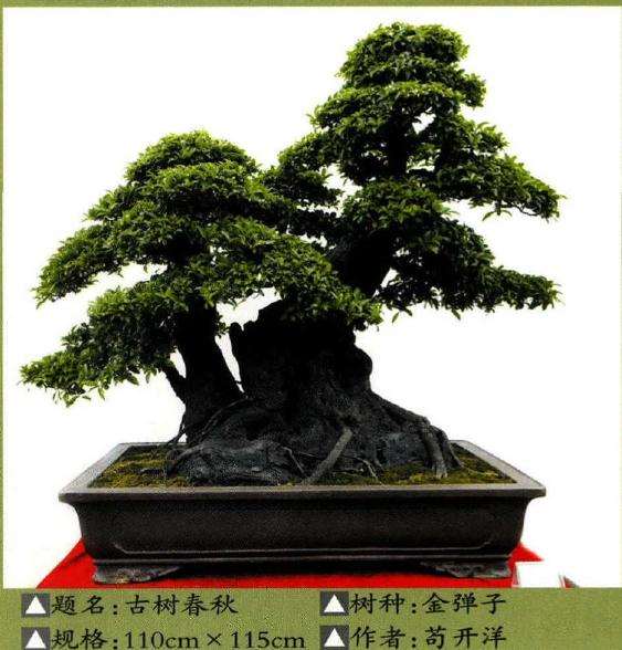 遵义第四届交旅投杯盆景展