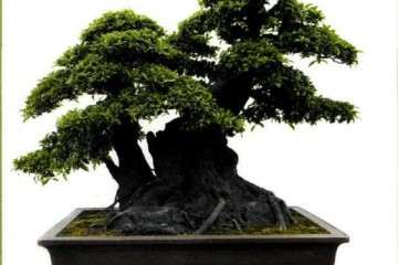 2019年 遵义第四届交旅投杯盆景展