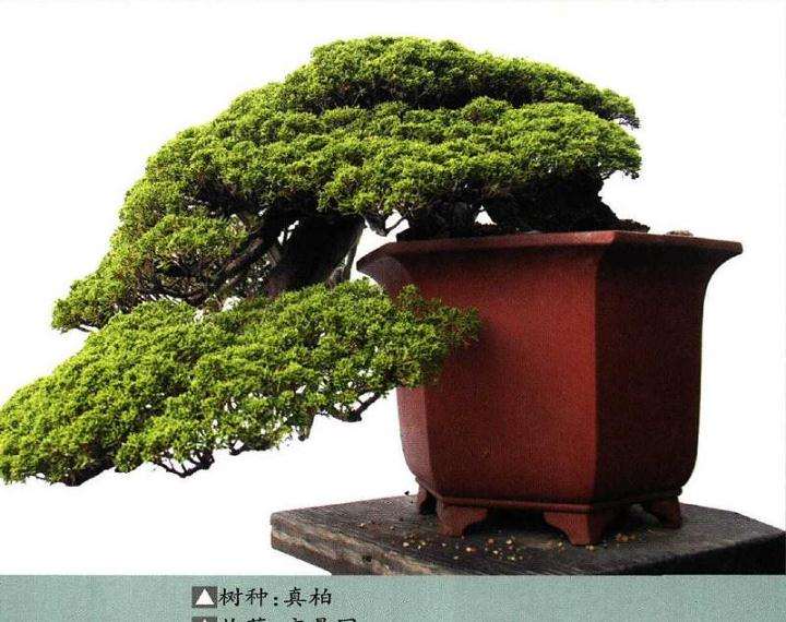 江苏青年盆景制作表演隆重举办