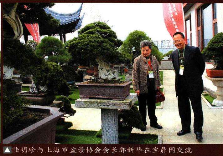 江苏青年盆景制作表演隆重举办