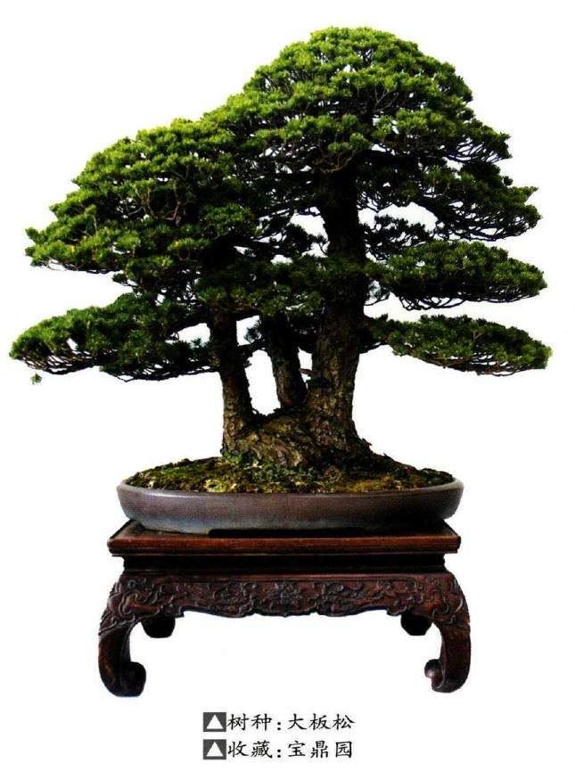 江苏青年盆景制作表演隆重举办