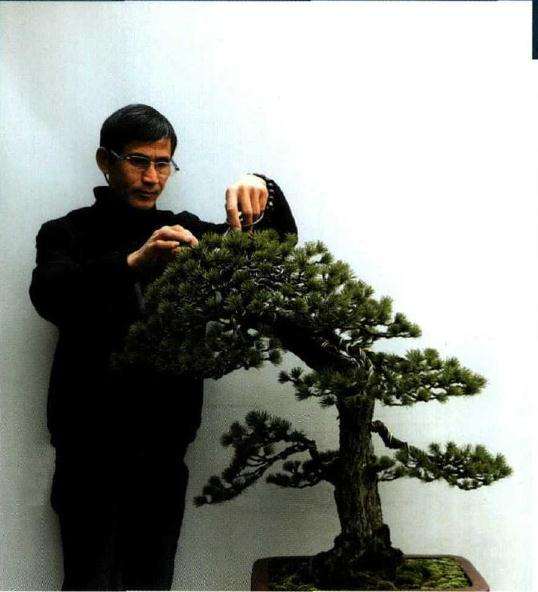 图解 怎样制作树龄50年的五针松盆景