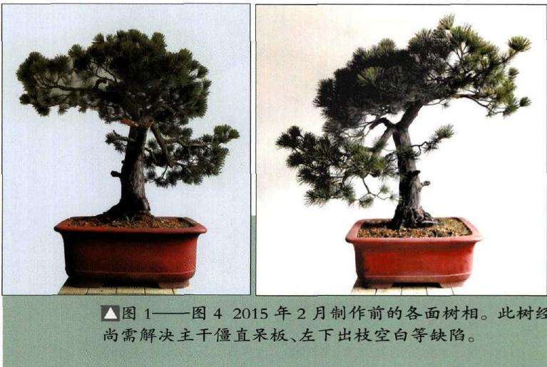 图解 怎样制作树龄50年的五针松盆景