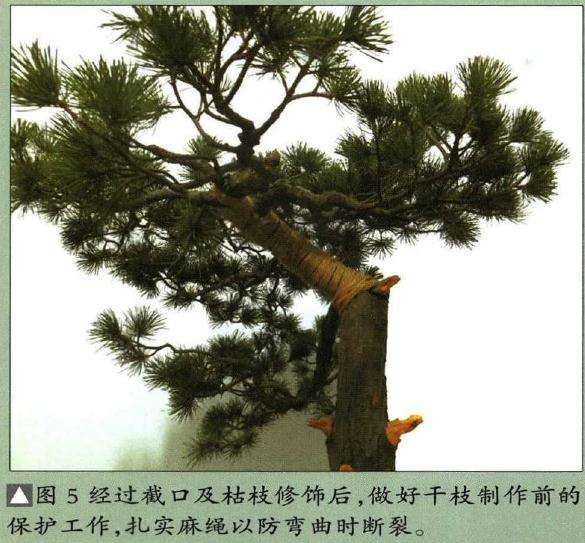 图解 怎样制作树龄50年的五针松盆景