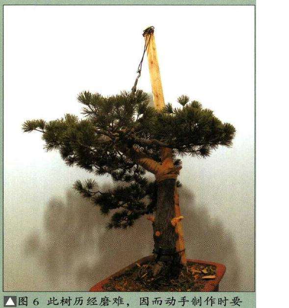 图解 怎样制作树龄50年的五针松盆景