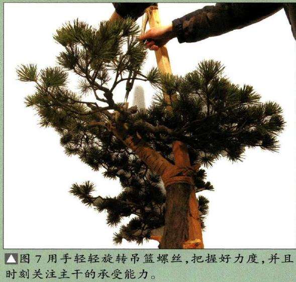 图解 怎样制作树龄50年的五针松盆景