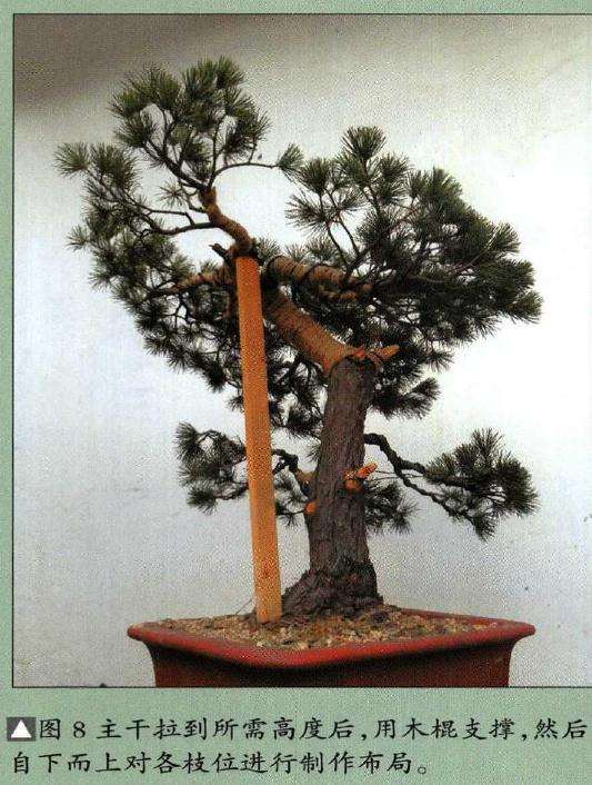 图解 怎样制作树龄50年的五针松盆景