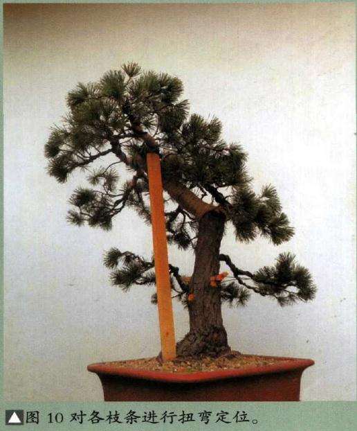 图解 怎样制作树龄50年的五针松盆景