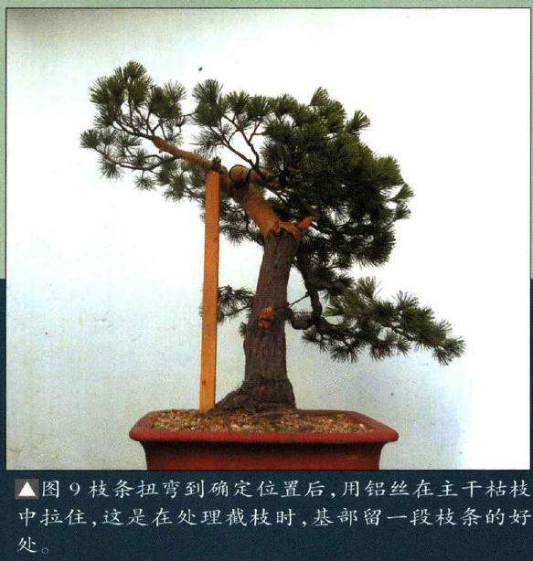 图解 怎样制作树龄50年的五针松盆景