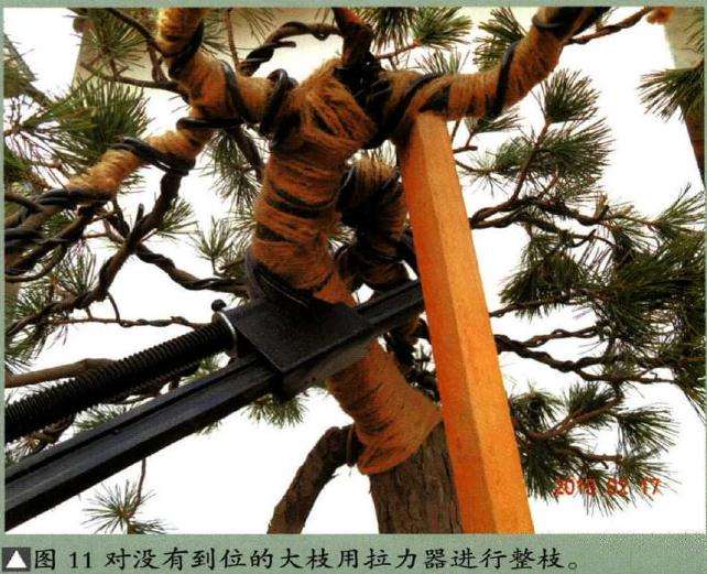 图解 怎样制作树龄50年的五针松盆景