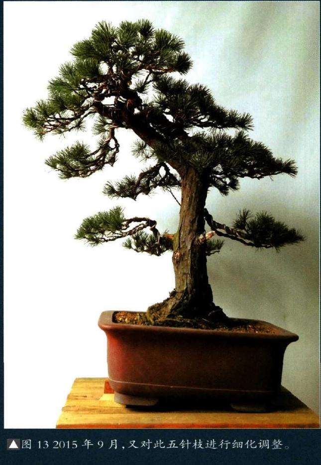 图解 怎样制作树龄50年的五针松盆景