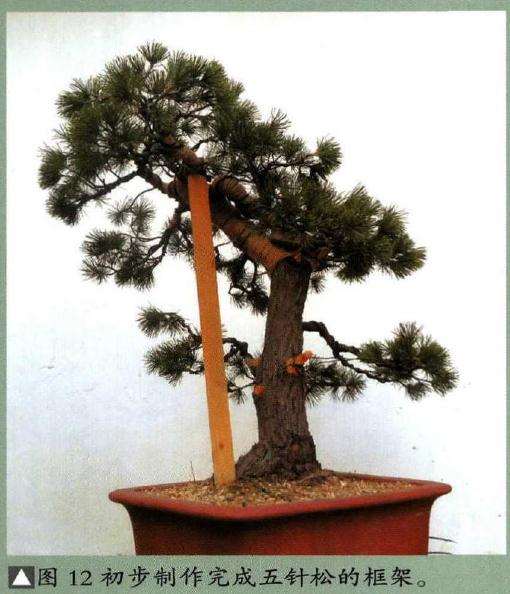 图解 怎样制作树龄50年的五针松盆景