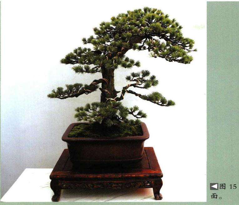 图解 怎样制作树龄50年的五针松盆景
