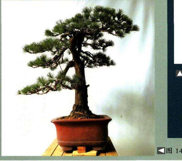 图解 怎样制作树龄50年的五针松盆景